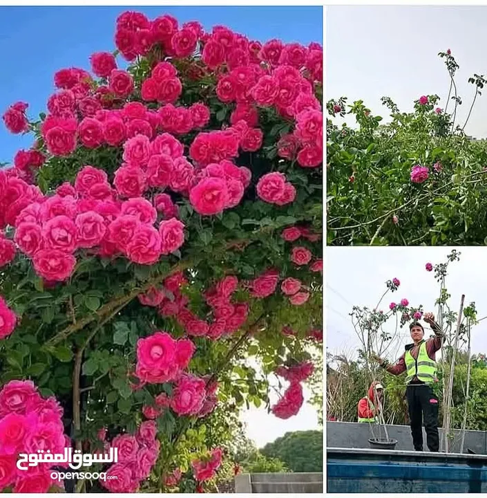 التقوى لتنسيق الحدائق