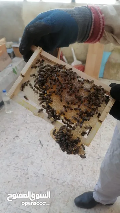 عسل نحل طبيعي