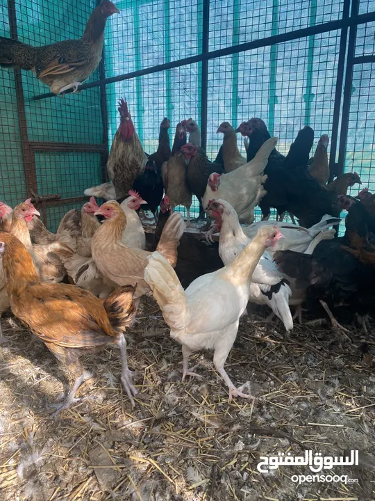 دجاج عماني بياض العدد 33 حبه تقريبا