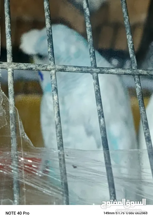 جوز حب شغالات ومنتجات الفحل كرست الوان حلوه كان تحتيهم 3 بيضات وتكسروا بالغلط عند النقل وحاليا بجهزو