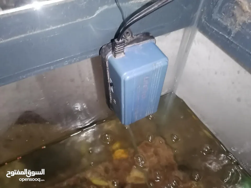 حوض سمك للبيع بسعر حرق مع الفرتلر