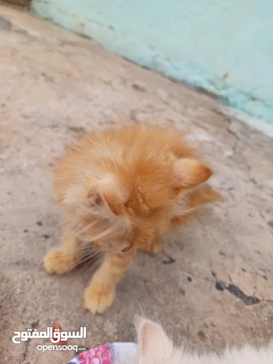 قطط شيرازي صغار غير ملقحات