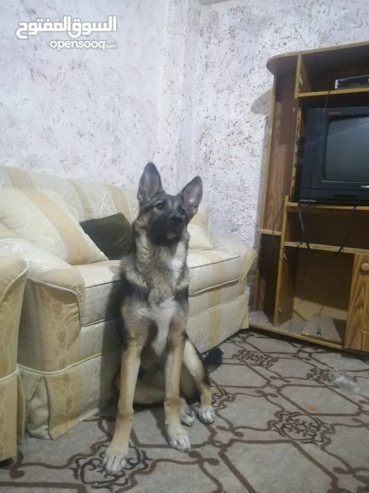 أنثى جيرمن شيبرد عمرها ست شهور