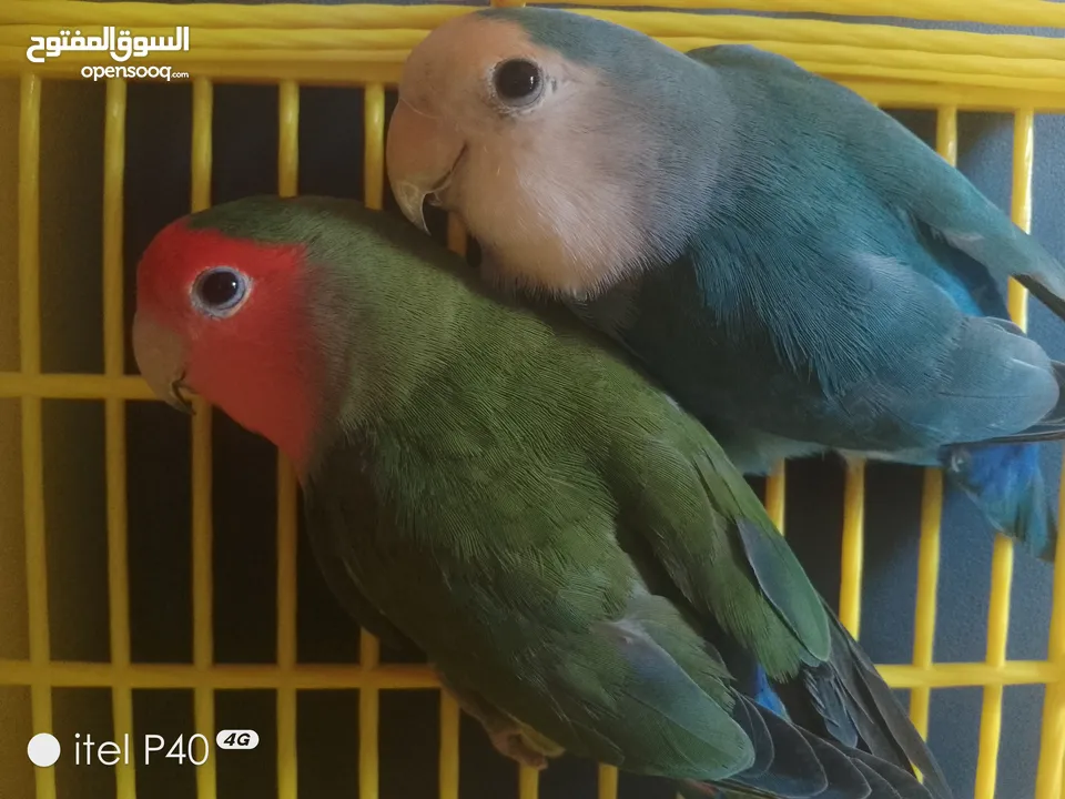 متاح جوز روز للبيع و جوز حب هوقو رومو فل وردات