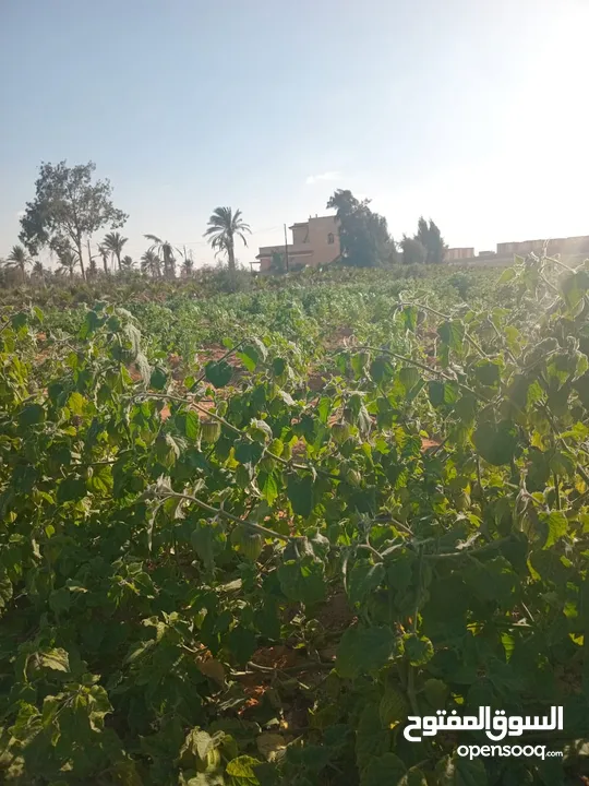 56فدان للبيع عقد نهائي من المالك مباشرة  على الاسفلت مباشر قابلين التجزئه  على طريق مصر اسكندريه ال