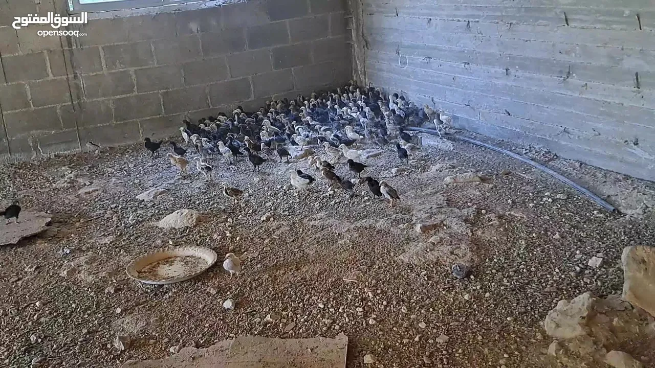 صوص جاج عمر شهر عدد 250 ل300