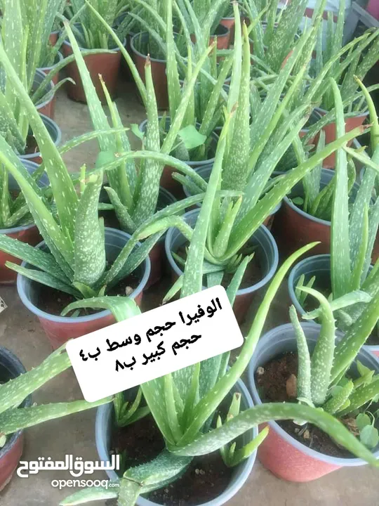 متوفر جميع انواع الاشجار المثمرة والزينة والورود وخدمة الزراع وتنسيق الحدائق وجميع انواع القواير