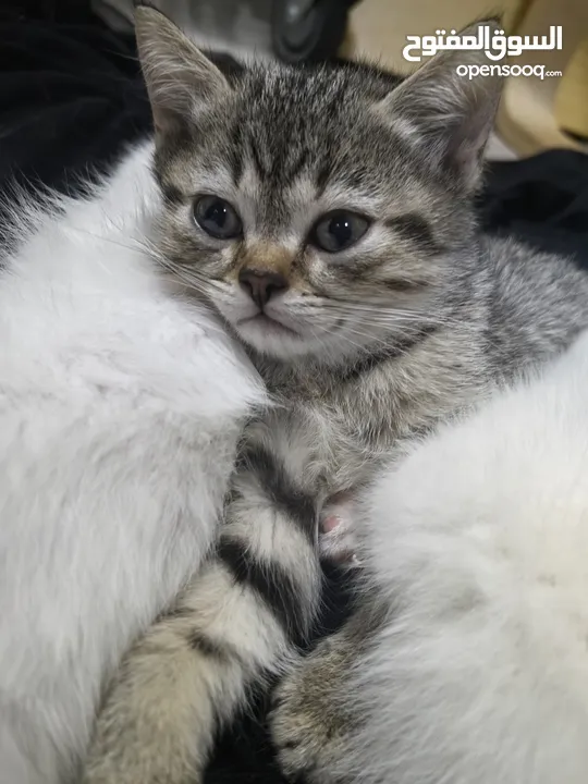 British short-haired cat and Angola, Turkey Angola kitten for two months.