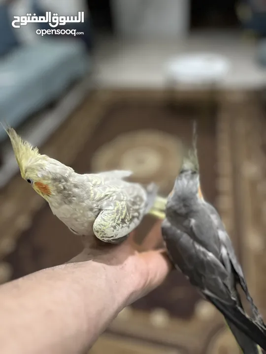 كوكتيل مروض
