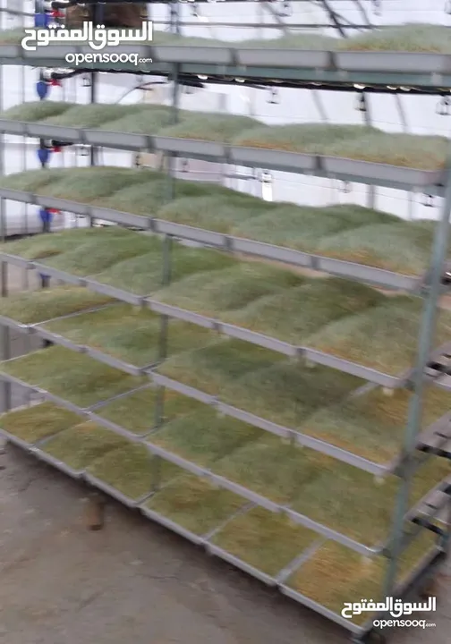 استنبات شعير  شعير مستنبت Sprouted   صواني استنبات شعير Barley germination barley