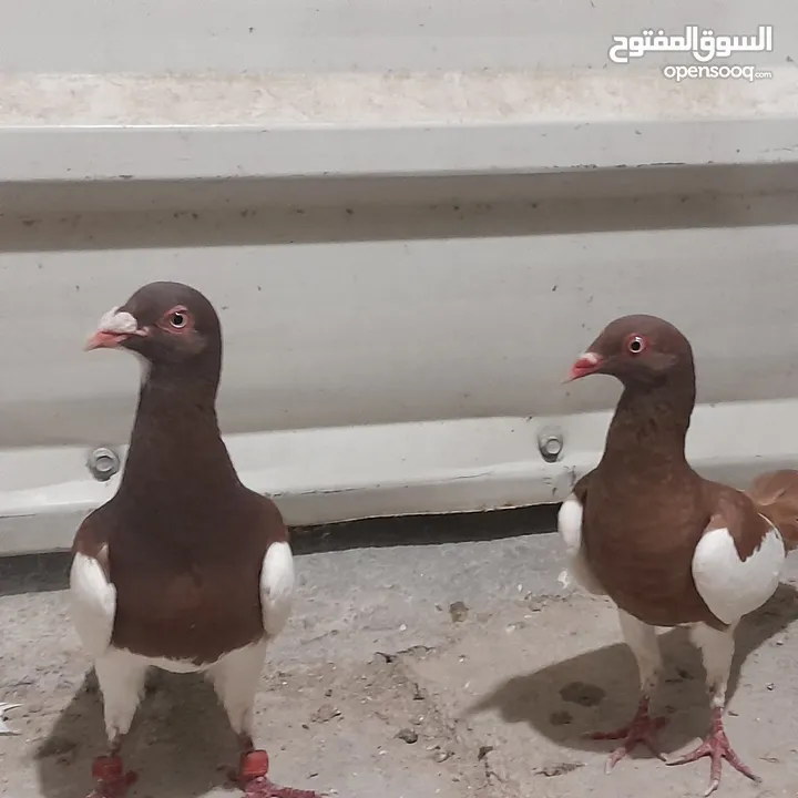 حمام للبيع جواج الجوز 10