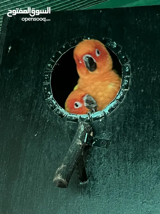 Sun conure chick red factor