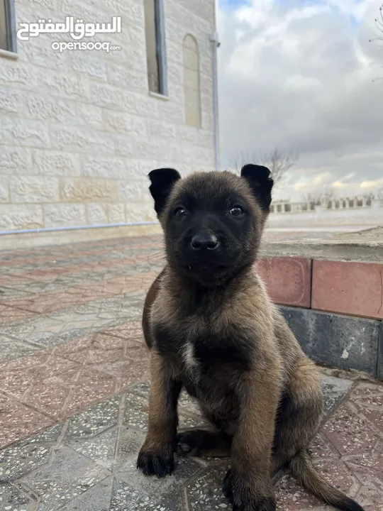 Puppies Belgium Malino