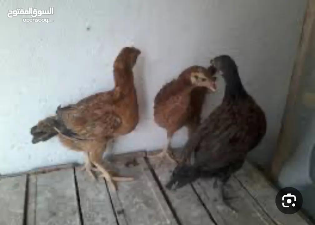 صوصين للبيع عمر الواحد شهر ذكر وانثى