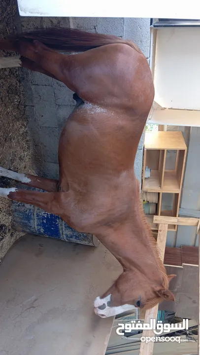 مهر للبيع بسعر ممتاز ومغري