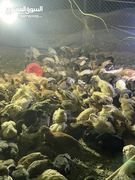 دجاج عماني فرنسي  عمر شهر تم تلقي التحصينات السعر  0.35 بيسه
