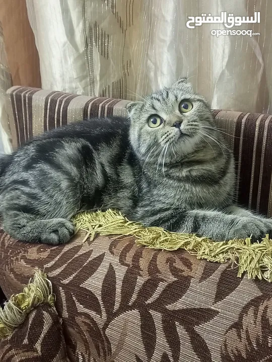 سكوتش فولد ماربل