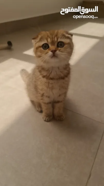 s.o.l.d.beautiful scottch fold gold kitten female  سكوتش فولد جولد انثى