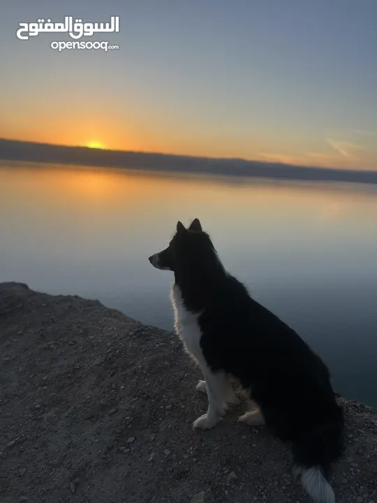 Border collie لاول مرة في الاردن