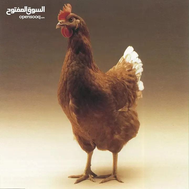 بيض لوهمان الألماني