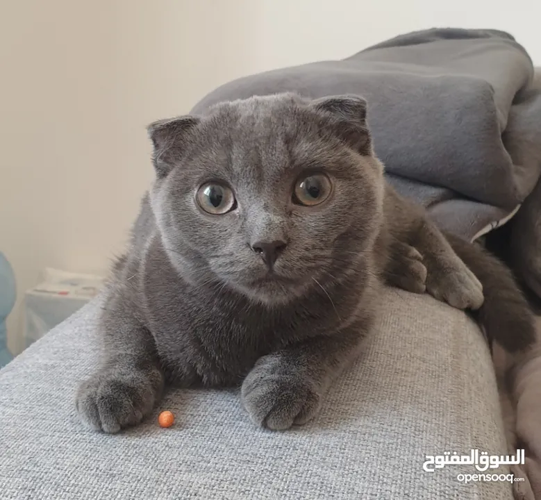 Scottish fold female 100 for sale