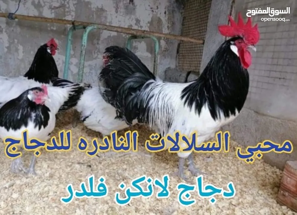 بيض مخصب و صيصان لسلالات دجاج نادره على مستوى العالم
