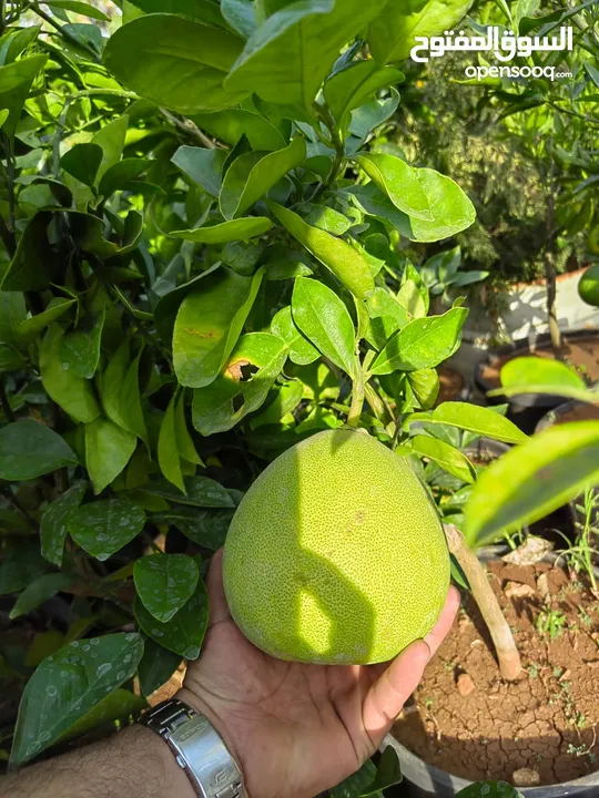 جميع أصناف الفواكة والحمضيات والزيتون ( بلدي ومستورد )
