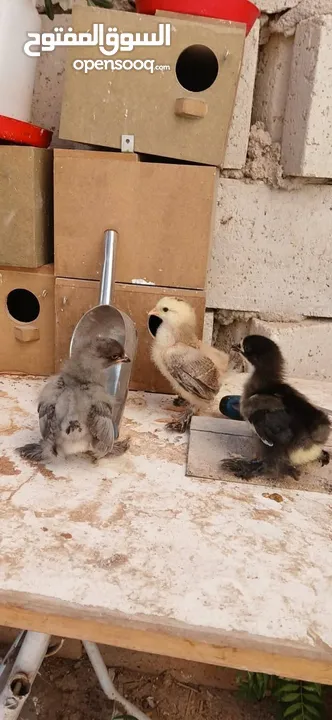 صيصان براهما بف العملاق عمر اسبوعين ماخذ كورس فيتامينات