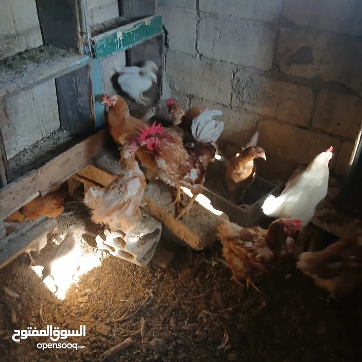 دجاج للبيع