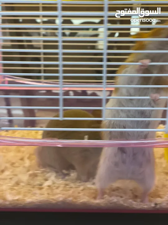 Hamster with cage