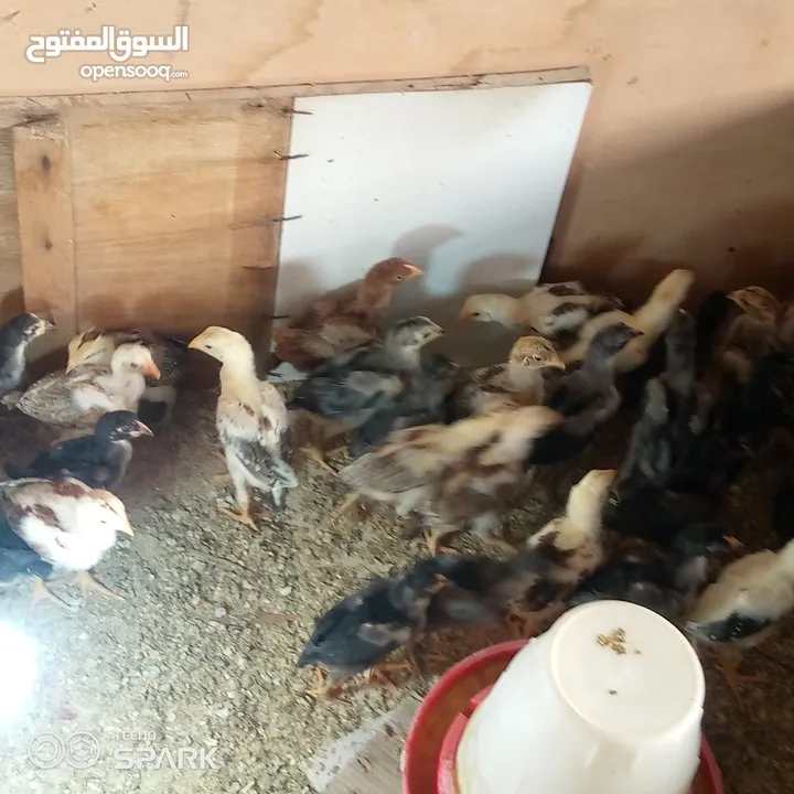 صوص باكستاني