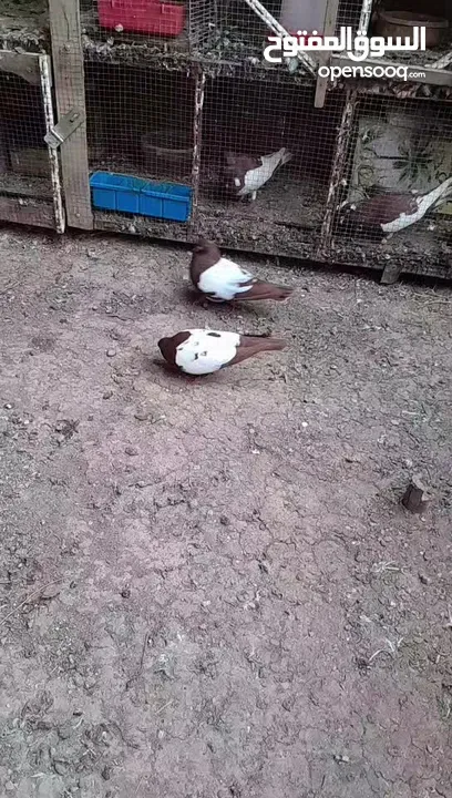 جوز ياهودي وجوز مزهورات