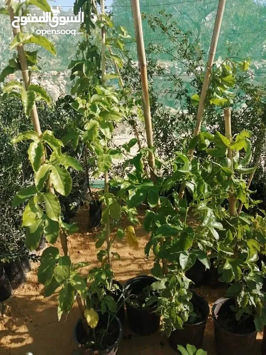 مشاتل الرويال لزراعه ومتابعه الاشجار