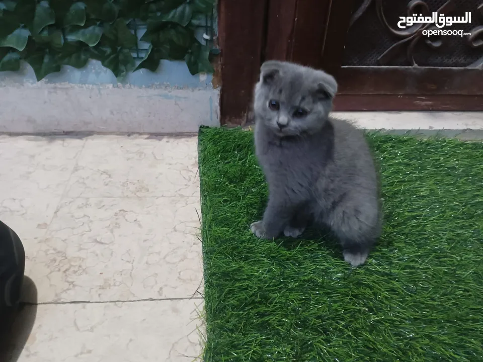 قطط سكوتش فولد للبيع