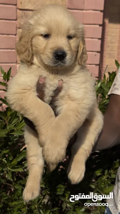 للبيع جراوى جولدن ريتريڤر بيور - for Sale puppies Golden retriever