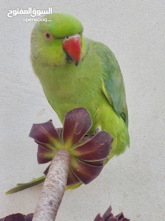 ترويض وتدريب ببغاء الدرارة الهندي الشرس ببغاء صيد خلال شهر فقط