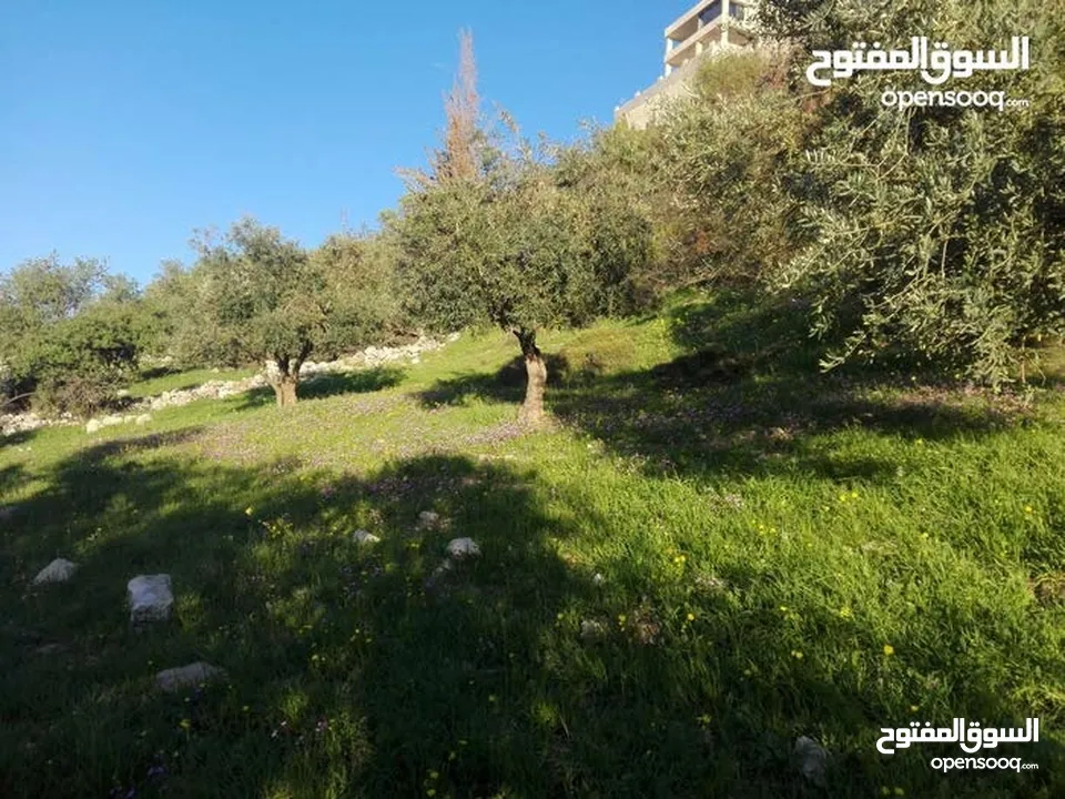 ارض مميزة مطلة ابو السوس غرب عمان عدة قطع في المنطقة.