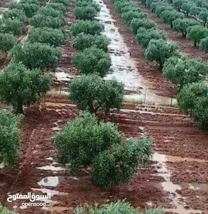 ارض للبيع منطقة كفرسوم مثلت عين تراب متعدد الاستخدام مزروعة زيتون بلدي مدخل البلده مفترق طرق