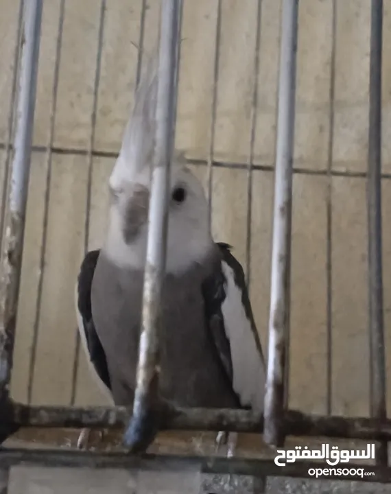 متاح في السلط