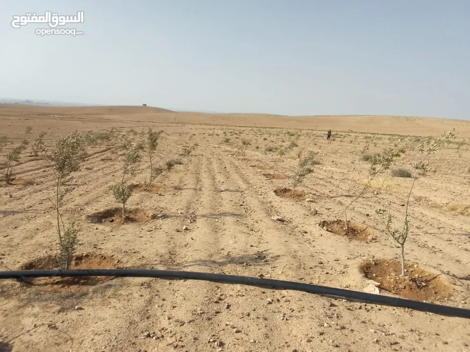 عشره دنمات للبيع