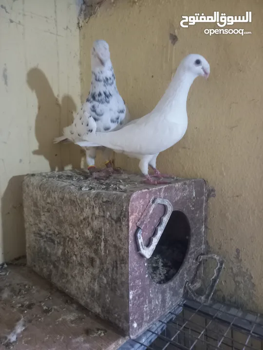 جوز معو فراخ  و بيض