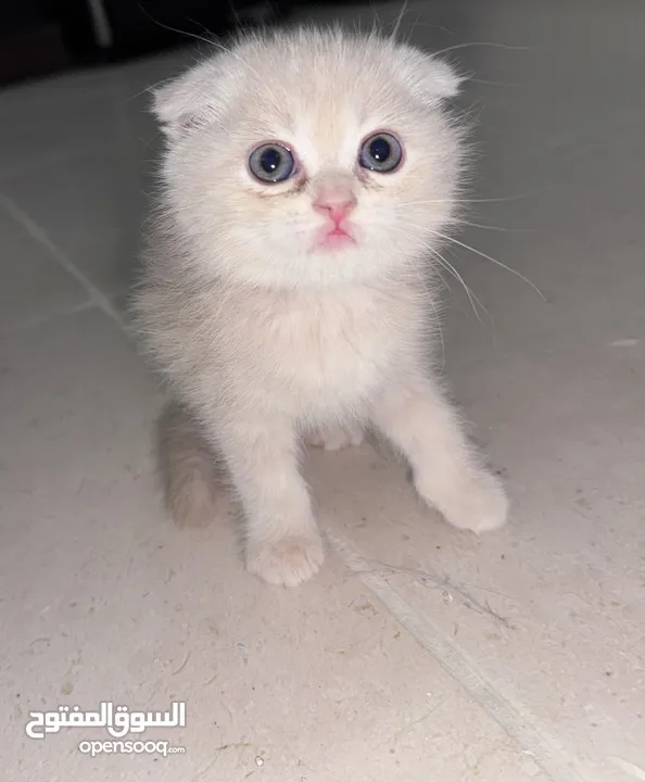 كيتنر للبيع