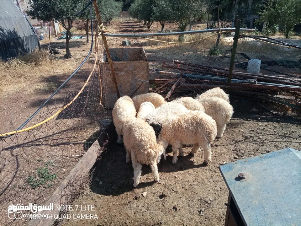 عبر العدد 10 أعمار ثلاث شهور  شكل و لون وسر طيب تسمم غذائي عبر عز المقنوي و الربط من نصيب الشراي