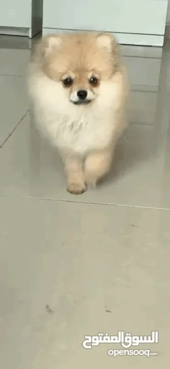 Male Pomeranian Puppy