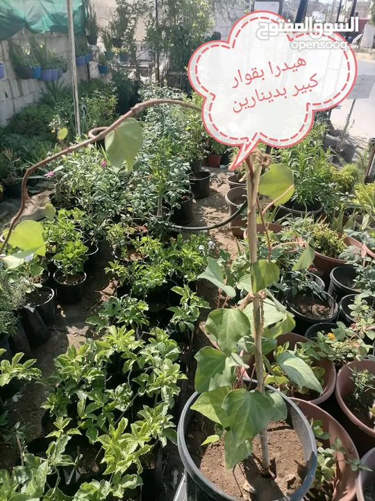 اشتال للبيع يتوفر اشتال منوعه وجميله