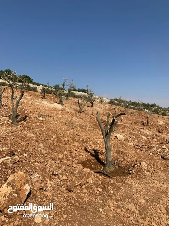 فرصة استثمارية! أرض زراعية مميزة بسعر مغري و بالقرب من أحراش الدولة للمزيد من المعلومات اقرأ الوصف