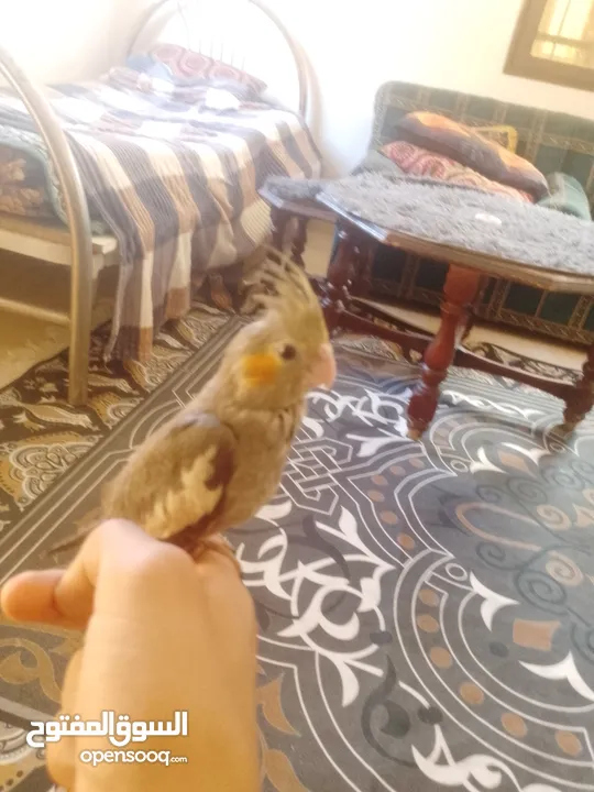 ببغاء كوكتيل اليف جدنننننن