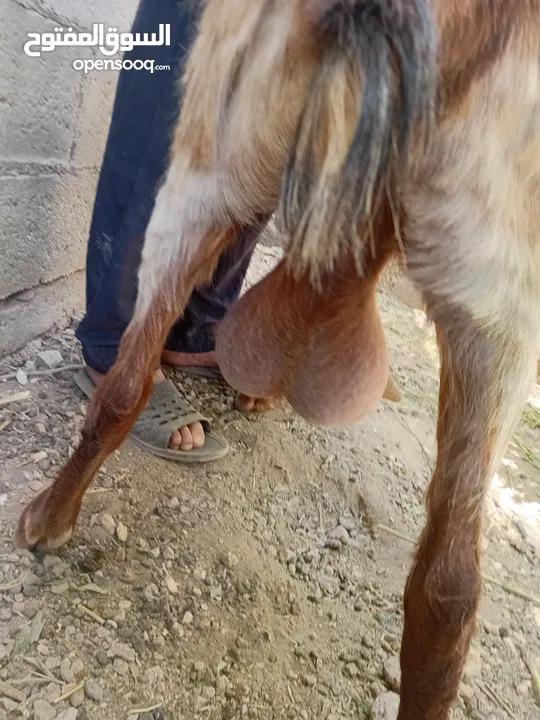 عنز ماشاء الله تبارك الرحمن مع سخلات عدد2
