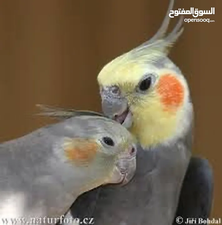 كوكتيل أليف آمن على الأطفال قابل للتعلم والكلام عمر صغير اقرأ الوصف