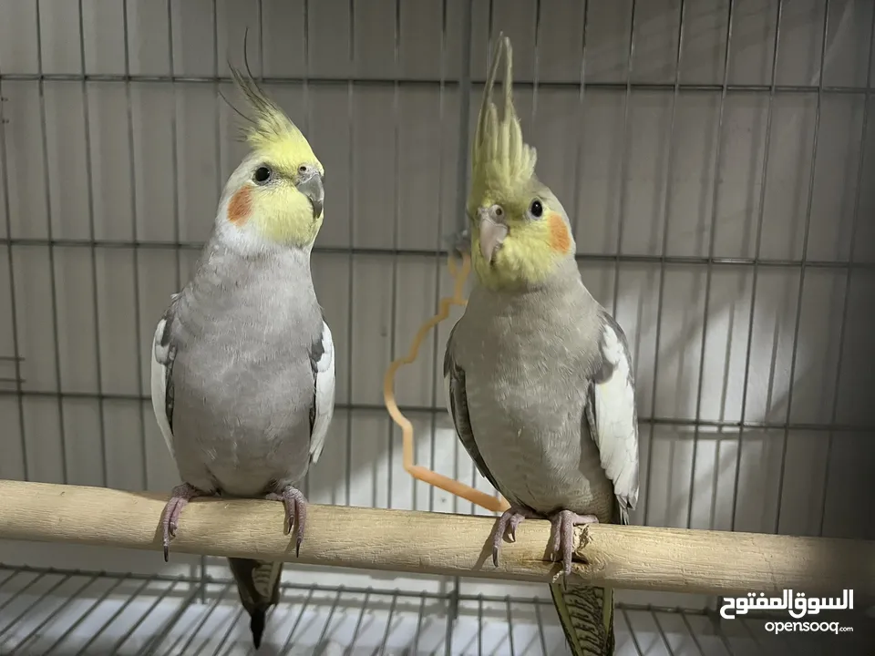 2 young home breed cockatiels for sale